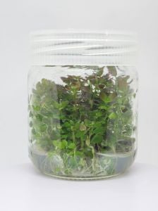 Rotala ramosoir sunset IN VITRO JAR (KAVANOZ)