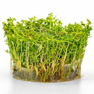 Ludwigia arcuata IN VITRO CUP