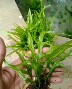 Microsorum black forest (hardy) BUKET