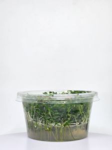 Ludwigia arcuata IN VITRO CUP