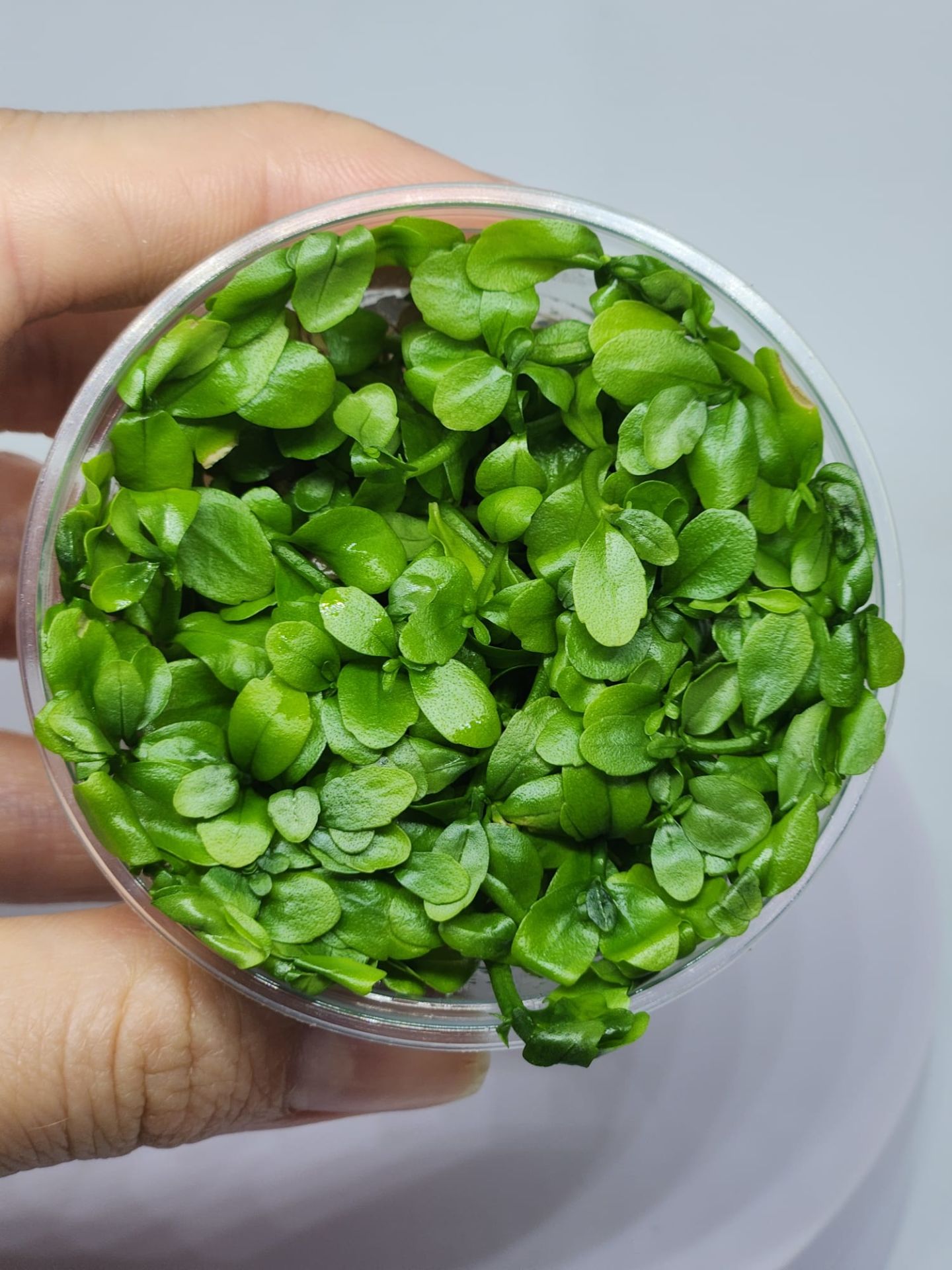 Bacopa madagascariensis IN VITRO CUP
