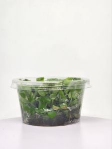 Bacopa madagascariensis IN VITRO CUP