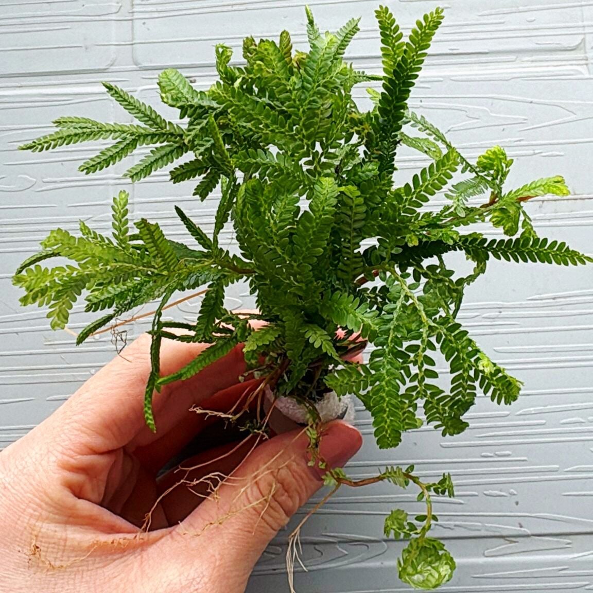 Selaginella wildenowii İTHAL BUKET