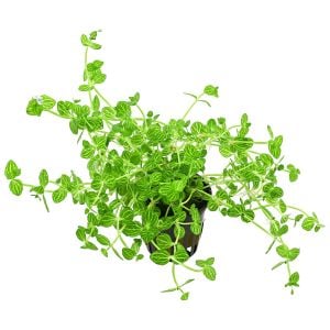 Lindernia rotundifolia aurea BUKET