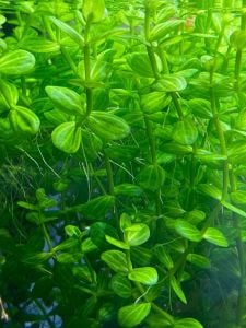 Lindernia rotundifolia aurea BUKET