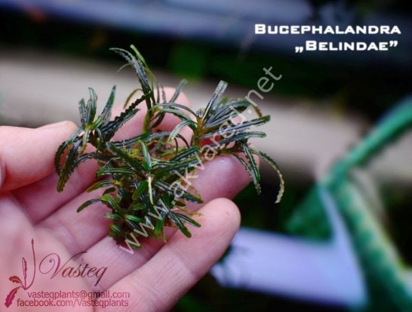 Bucephalandra belindae 10X10CM 