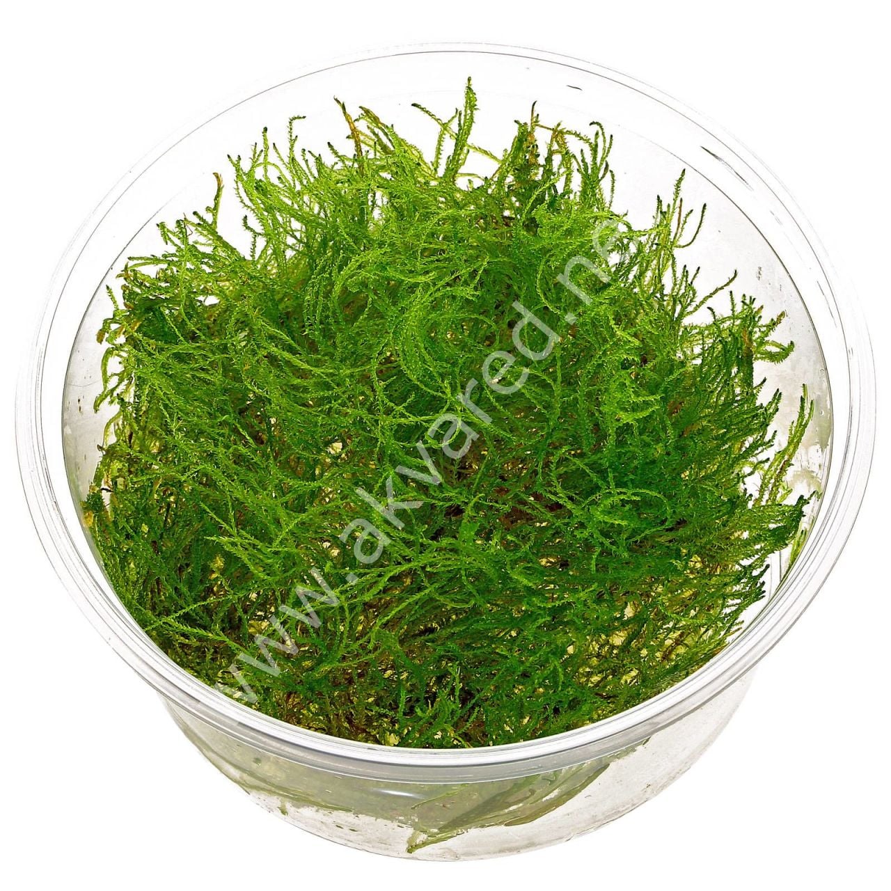 Taxiphyllum alternans - Taiwan Moss 5 gr İTHAL