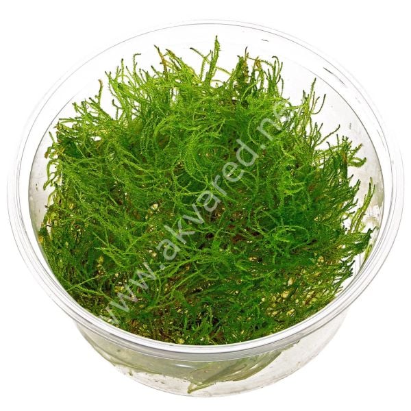 Taxiphyllum alternans - Taiwan Moss 5 gr İTHAL