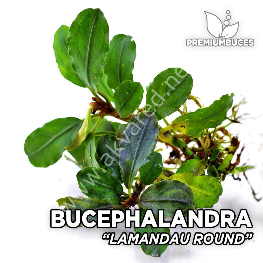 Bucephalandra lamandau Round 10X10CM ÖN SİPARİŞ
