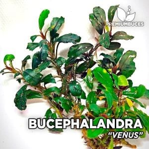 Bucephalandra venus 10X10CM