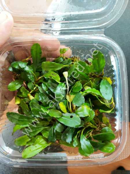 Bucephalandra venus 10x10 CM PORSİYON