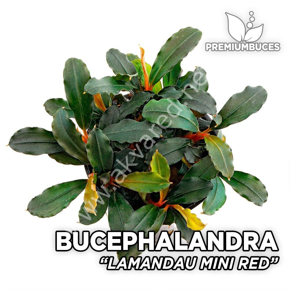 Bucephalandra lamandau mini 10X10 CM PORSİYON