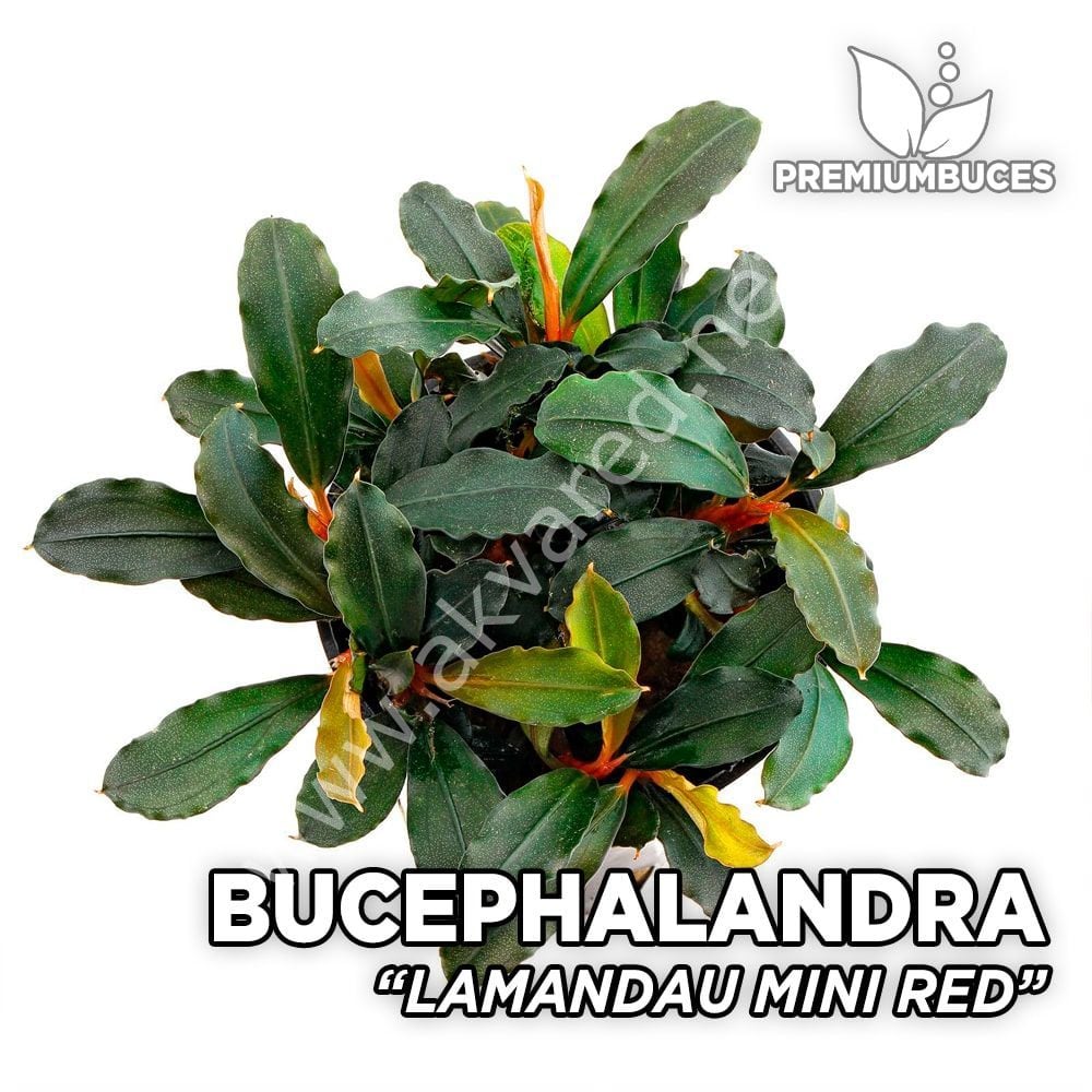 Bucephalandra lamandau Mini 10X10CM