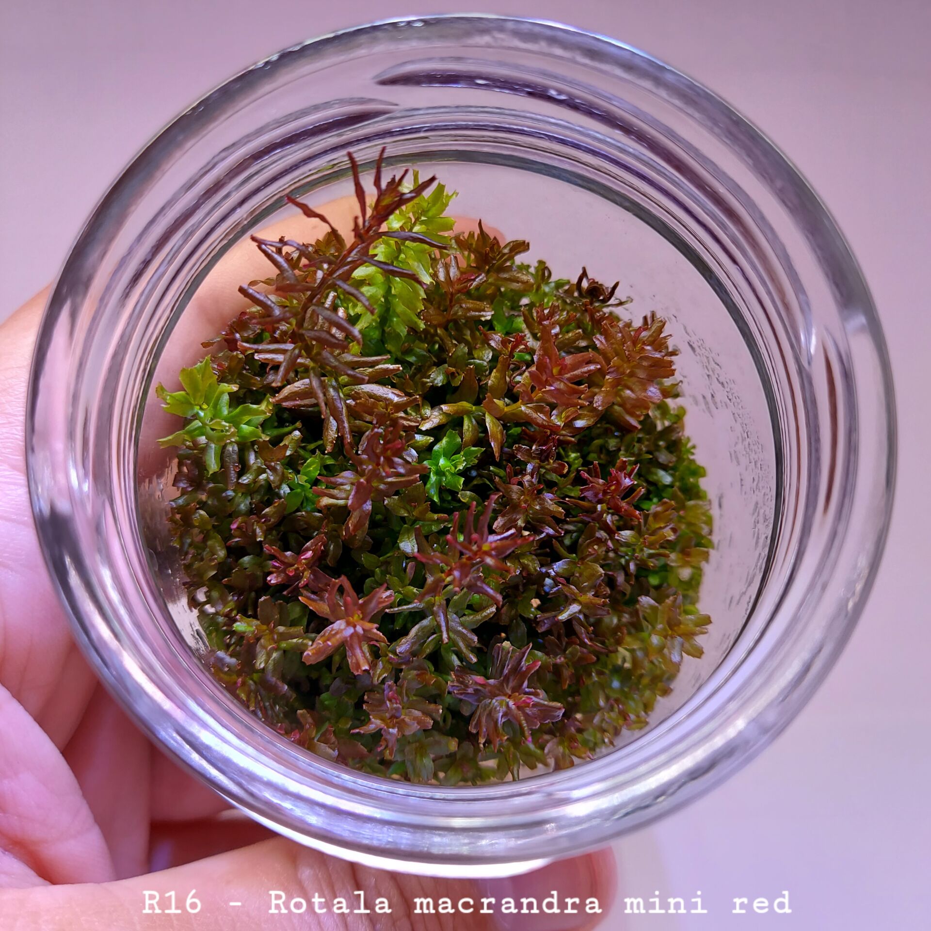 Rotala macrandra mini red IN VITRO JAR (KAVANOZ)