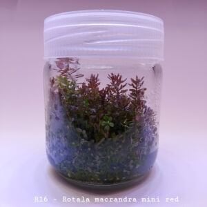 Rotala macrandra mini red IN VITRO JAR (KAVANOZ)