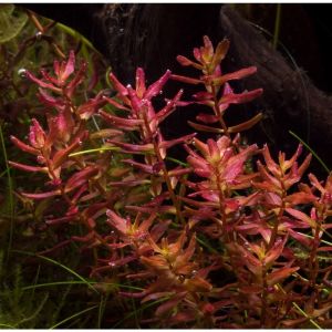 Rotala macrandra mini red IN VITRO JAR (KAVANOZ)