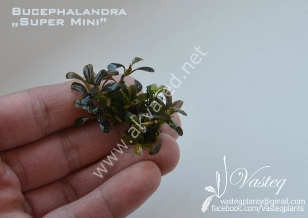 Bucephalandra super mini 10X10 CM PORSİYON