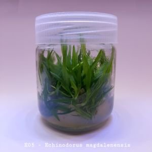 Echinodorus quadricostatus magdalenensis IN VITRO JAR (KAVANOZ)