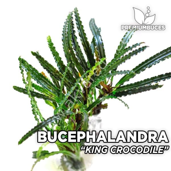 Bucephalandra crocodile 10X10CM