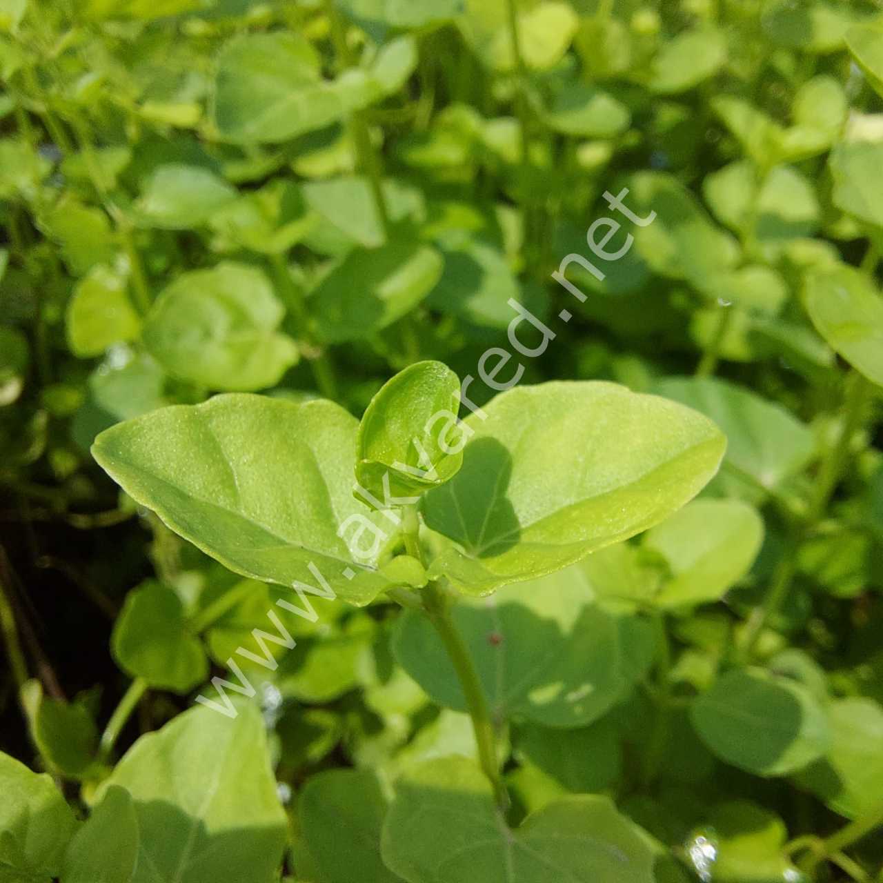 Cardamine lyrata BUKET