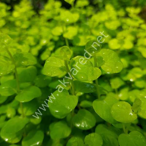 Cardamine lyrata BUKET