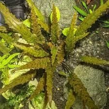 Cryptocoryne axelrodi EXVITRO