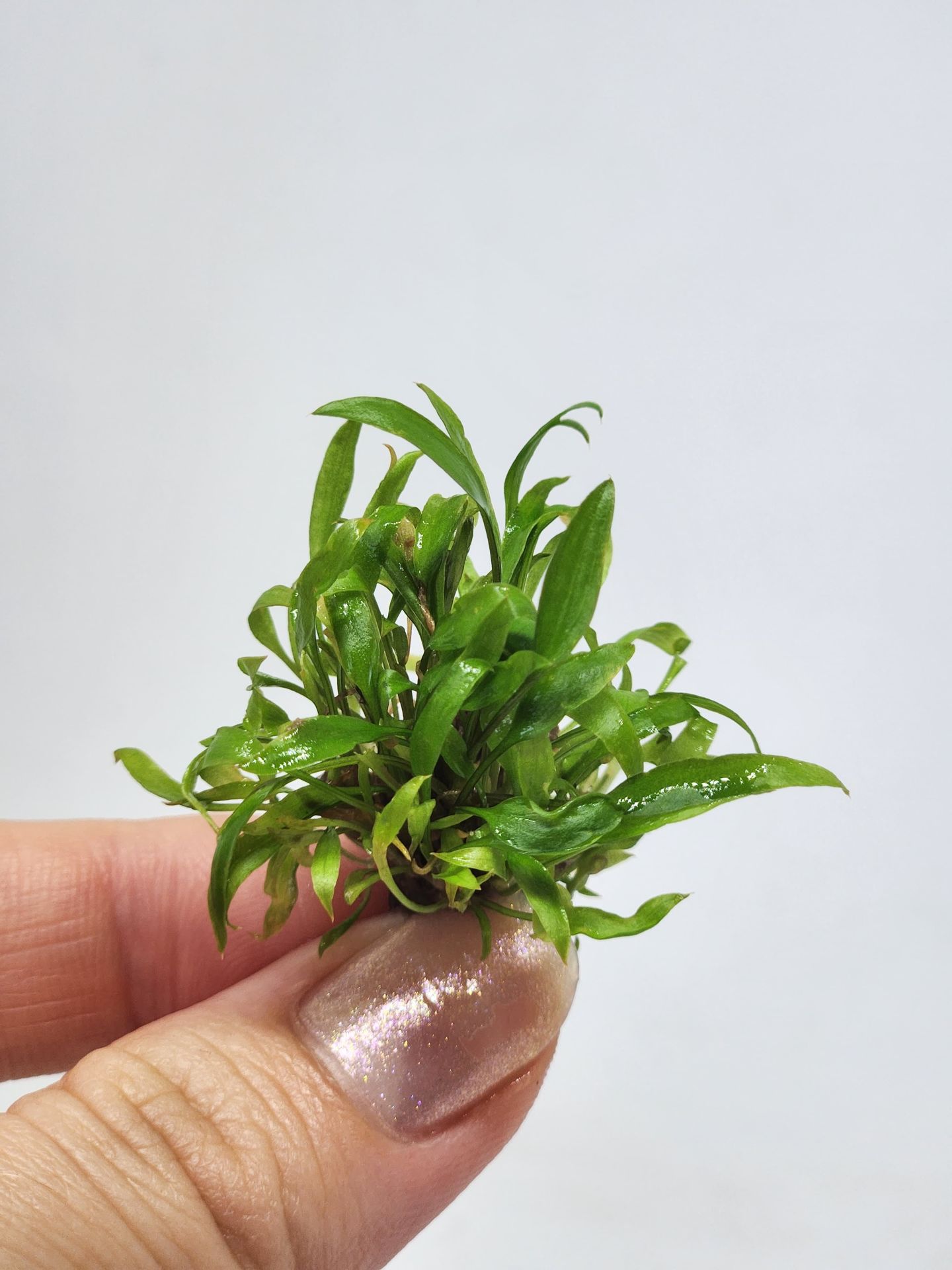 Cryptocoryne axelrodi EXVITRO