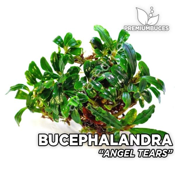 Bucephalandra angel tears 10x10cm PORSİYON