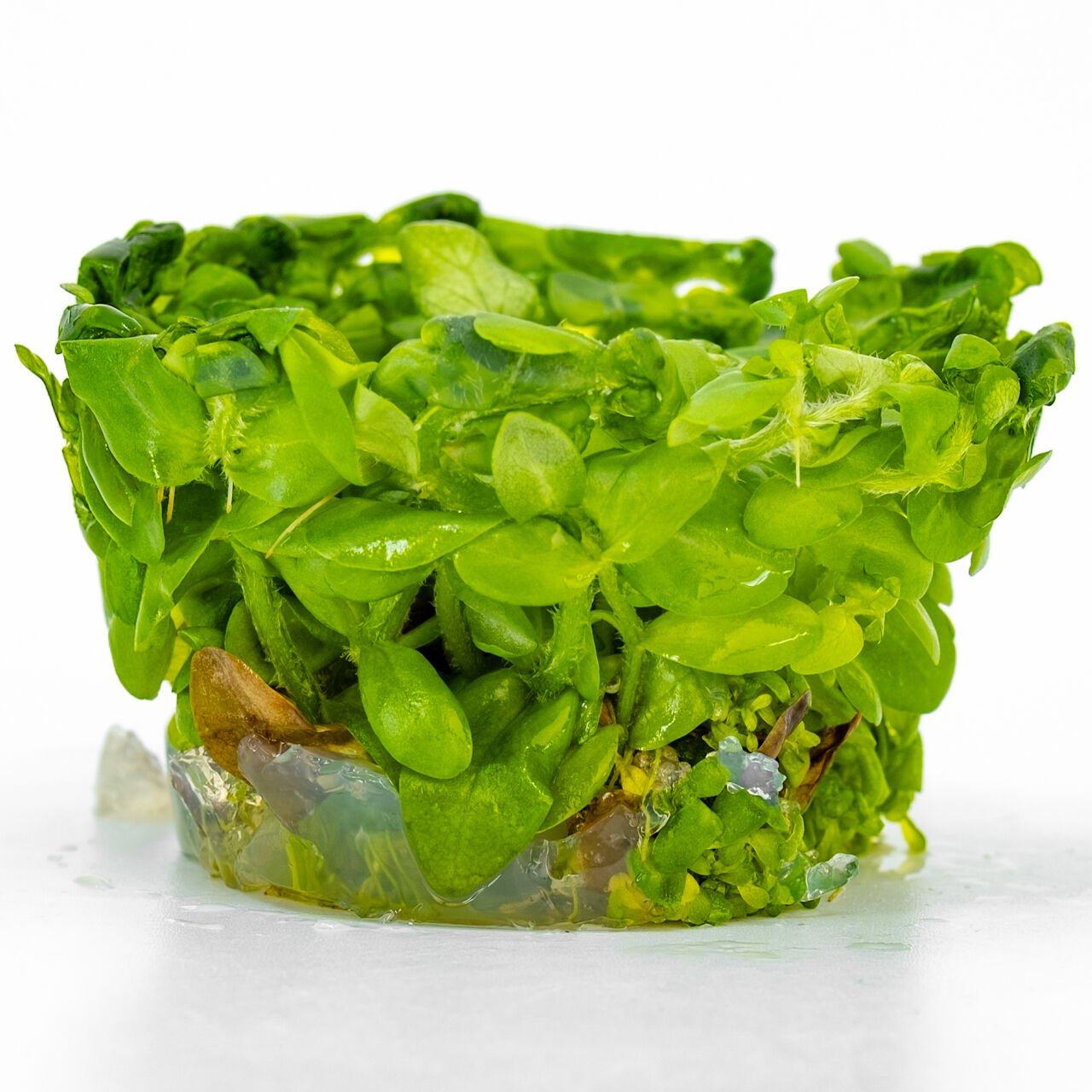 Bacopa amplexicaulis IN VITRO CUP