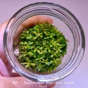 Pogostemon stellata broad leaf IN VITRO JAR (KAVANOZ)