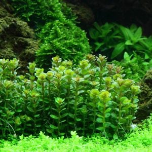 Ammannia / Rotala bonsai green BUKET