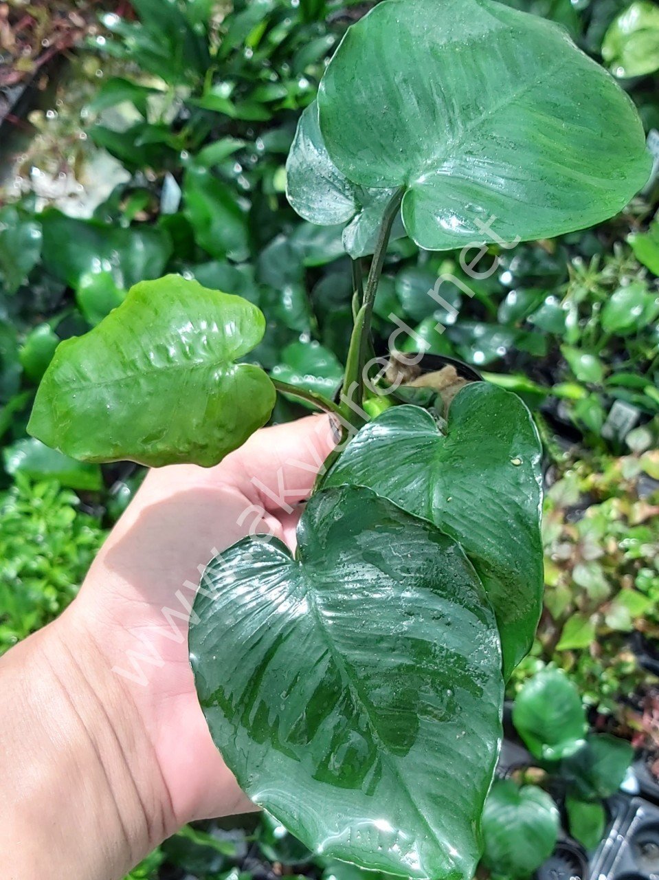 Anubias barteri broad leaf ADET