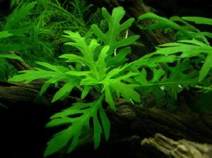Hygrophila difformis (Çınar) IN VITRO CUP
