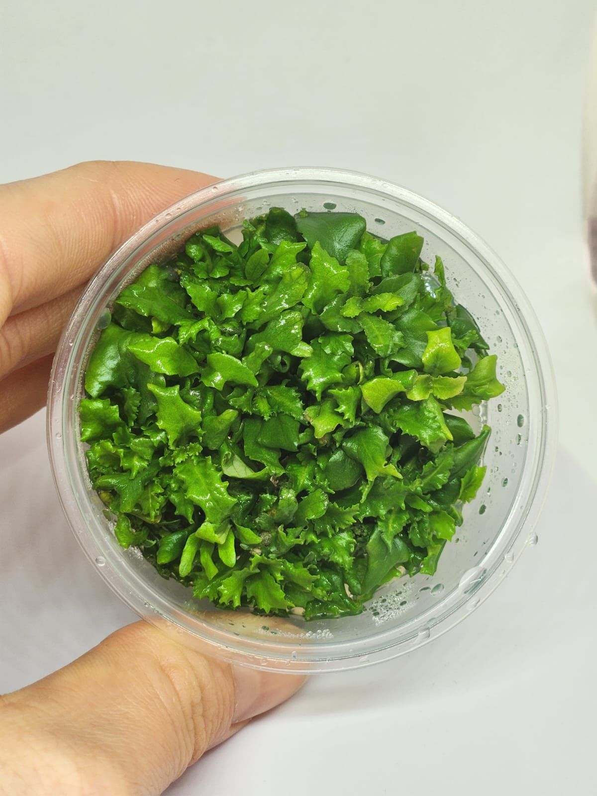 Hygrophila difformis (Çınar) IN VITRO CUP