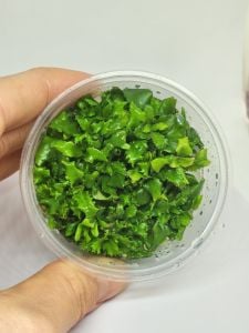 Hygrophila difformis (Çınar) IN VITRO CUP