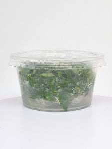 Hygrophila difformis (Çınar) IN VITRO CUP