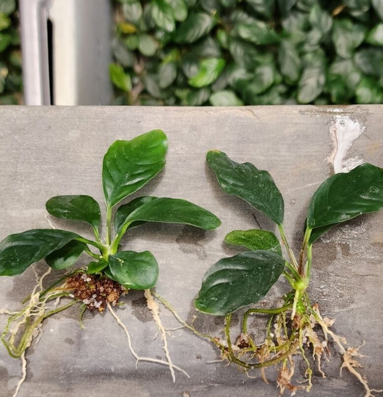 Anubias coffeefolia compact ADET ÖN SİPARİŞ