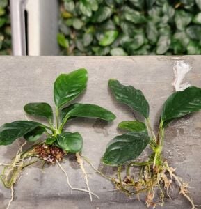 Anubias coffeefolia compact ADET 