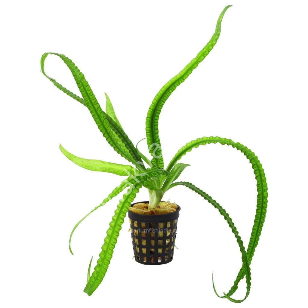 Crinum natans (Soğan) ADET