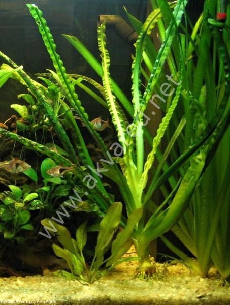 Crinum natans (Soğan) ADET