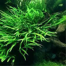 Microsorum pteropus narrow mini BUKET