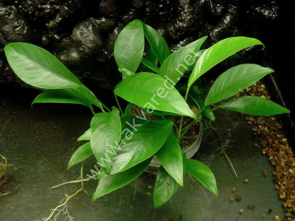 Anubias long wavy mini EXVITRO