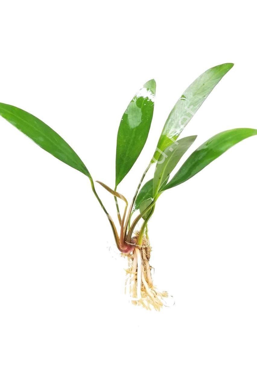 Anubias long wavy mini EXVITRO