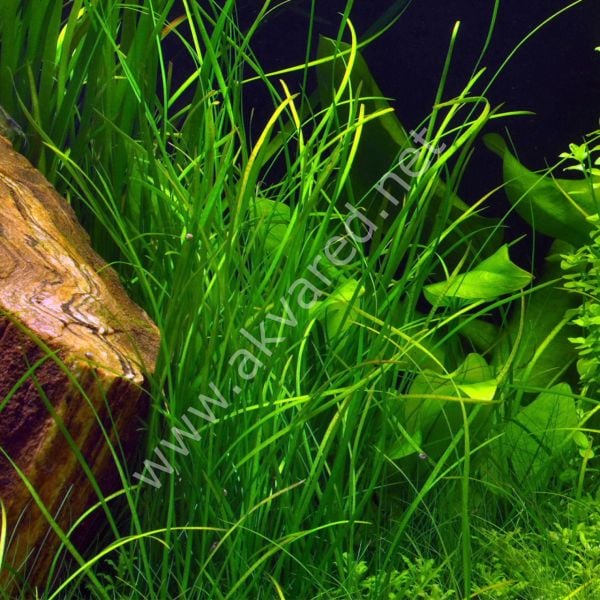 Vallisneria sp. nana (İnce Saz) BUKET