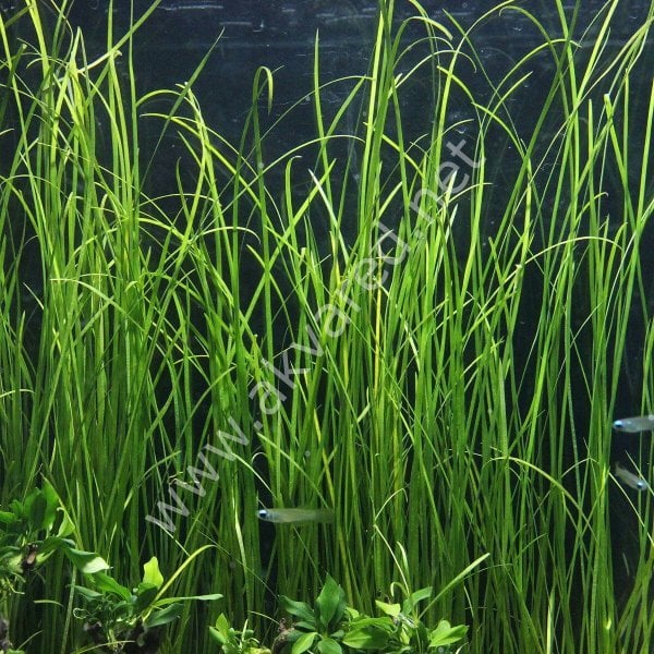 Vallisneria sp. nana (İnce Saz) BUKET