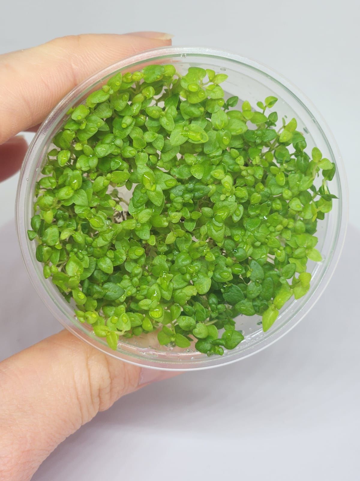 Lysimachia nummularia green IN VITRO CUP