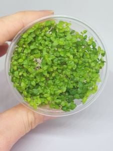 Lysimachia nummularia green IN VITRO CUP
