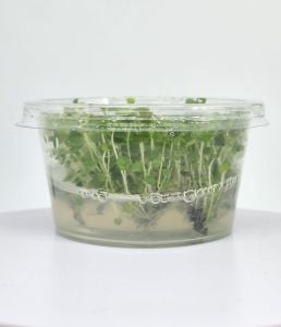 Lysimachia nummularia green IN VITRO CUP