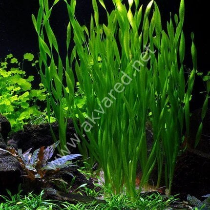 Vallisneria sp torta (Burgulu Saz) BUKET