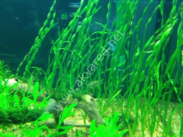 Vallisneria sp torta (Burgulu Saz) İTHAL BUKET